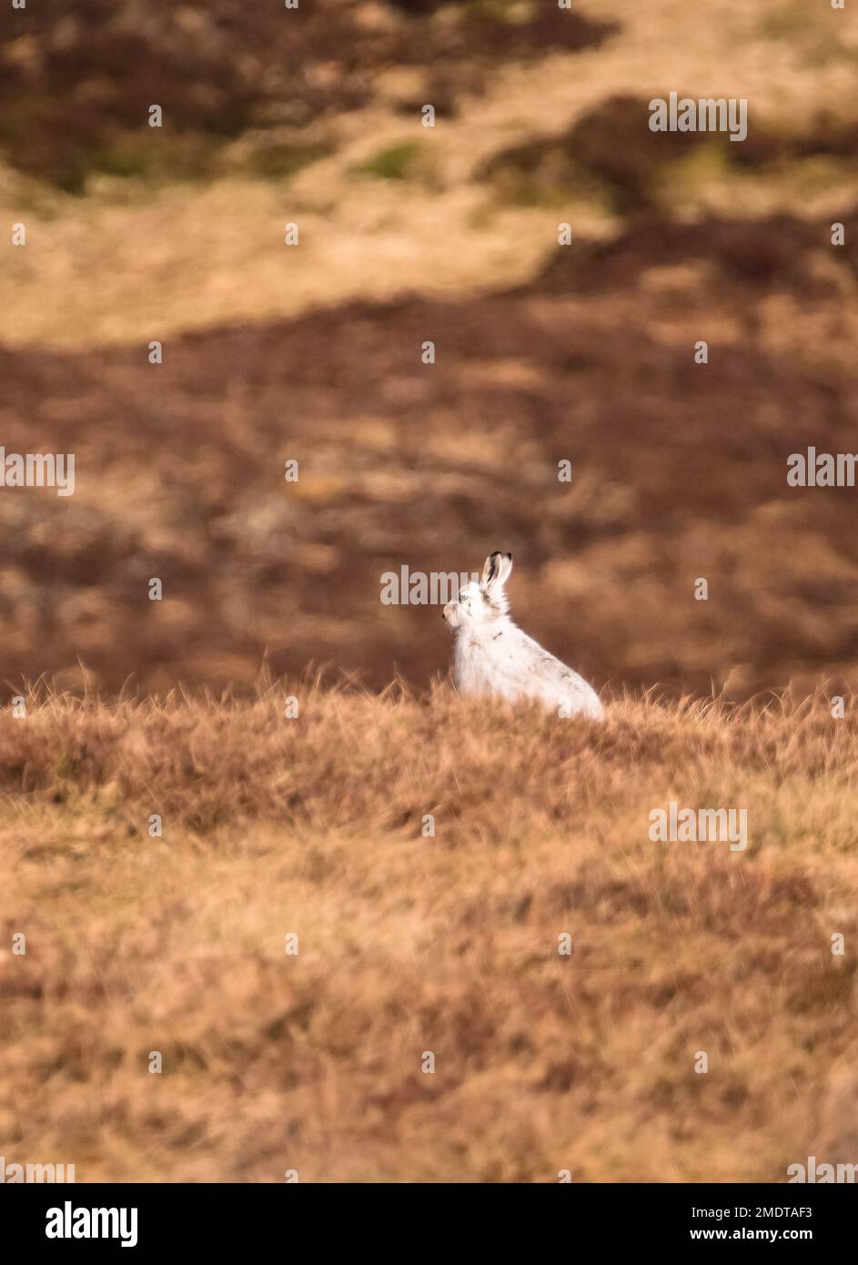 Berghasen (Lepus timidus), auch bekannt als Blauhasen, saßen im Cairngorms National Park Scotland UK. März 2022 Stockfoto