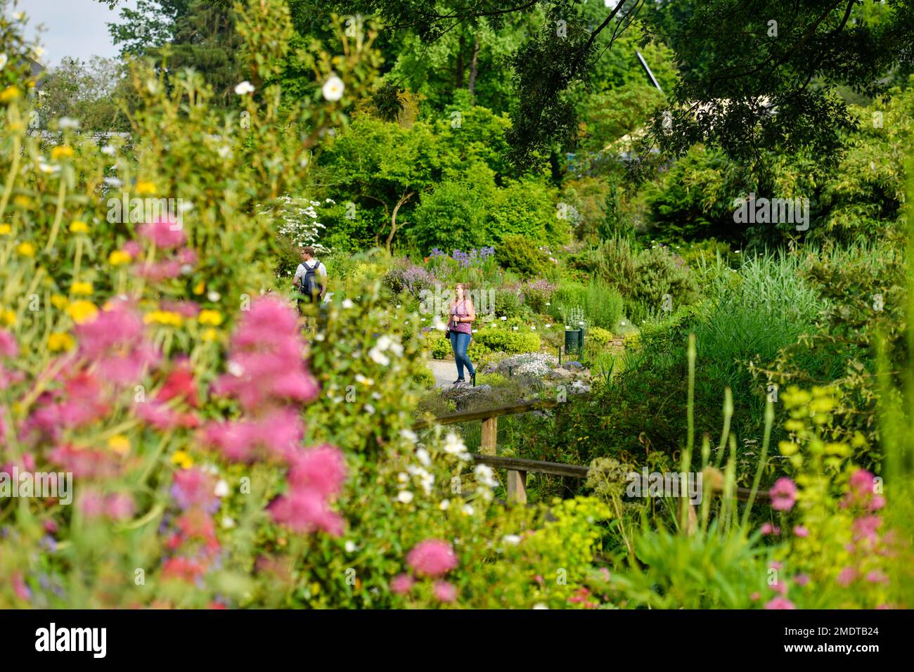 Blumen, Botanischer Garten, Münster, Nordrhein-Westfalen, Deutschland Stockfoto