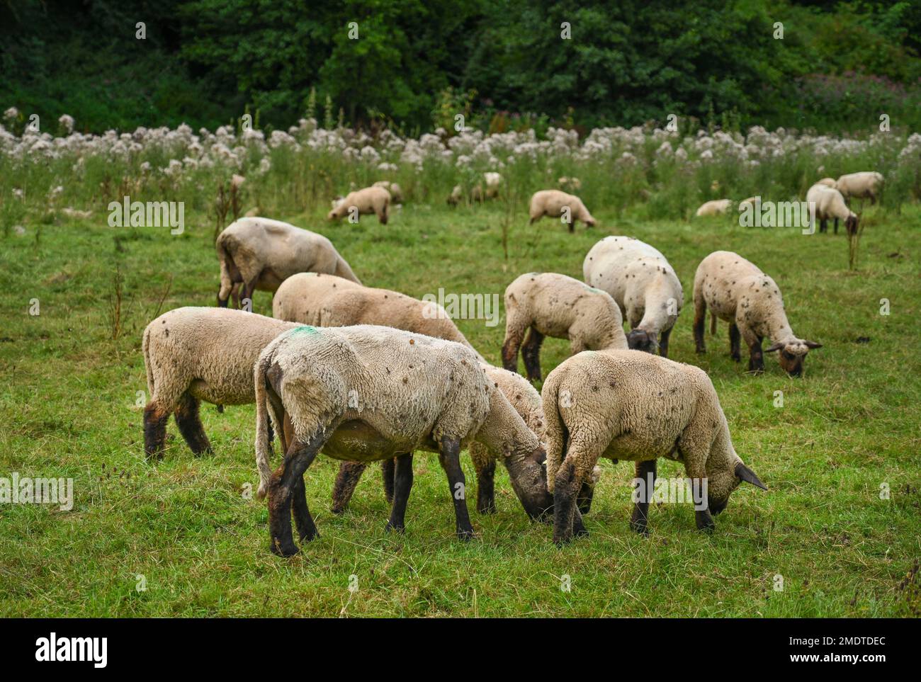 Schafe, Weiden, Weser-Wiese bei Beverungen, Nordrhein-Westfalen, Deutschland Stockfoto
