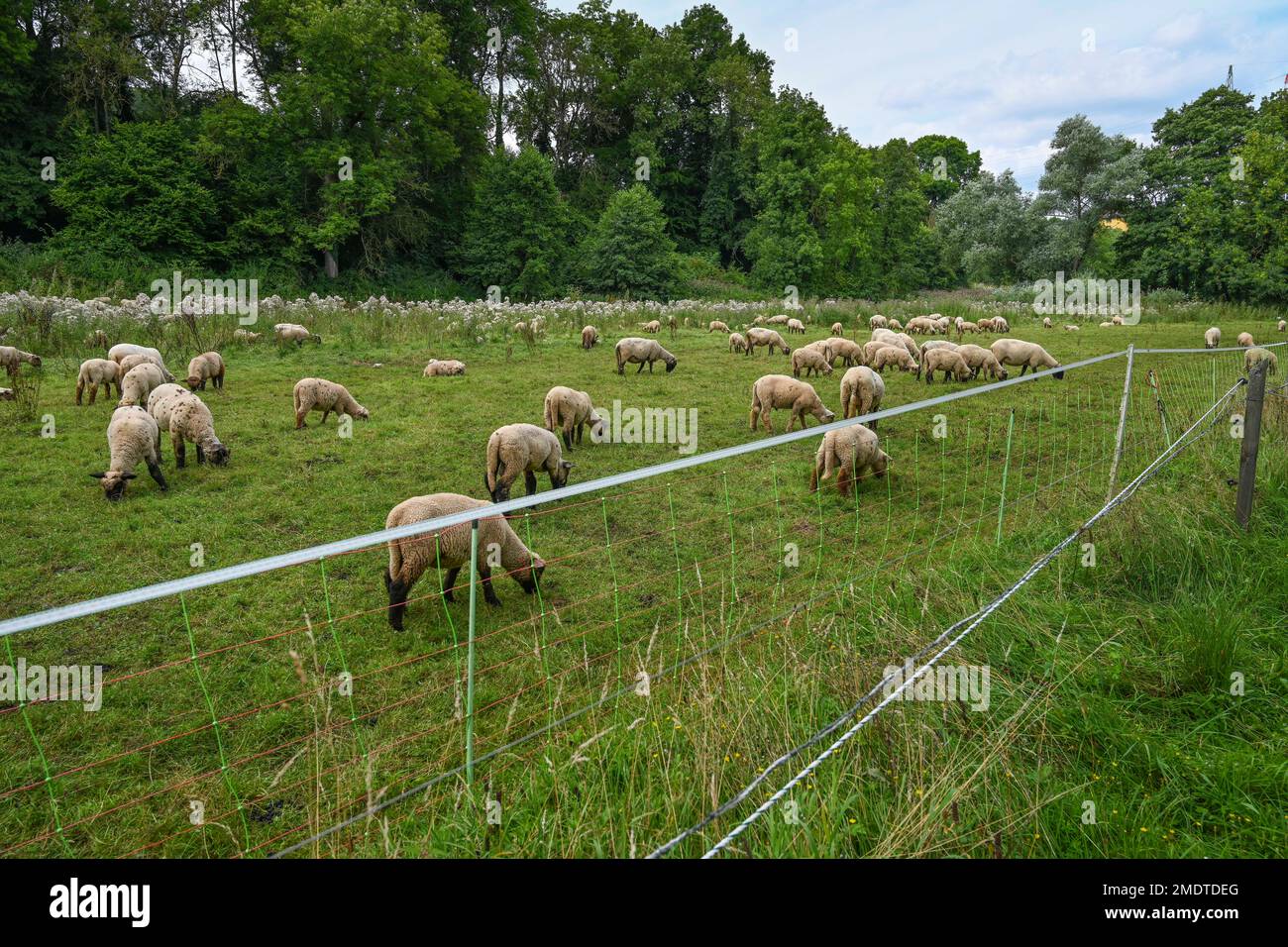 Elektrozaun, Schafe, Weiden, Weserwiesen bei Beverungen, Nordrhein-Westfalen, Deutschland Stockfoto