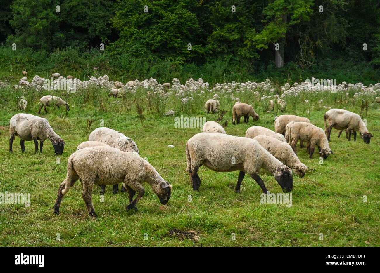 Schafe, Weiden, Weser-Wiese bei Beverungen, Nordrhein-Westfalen, Deutschland Stockfoto