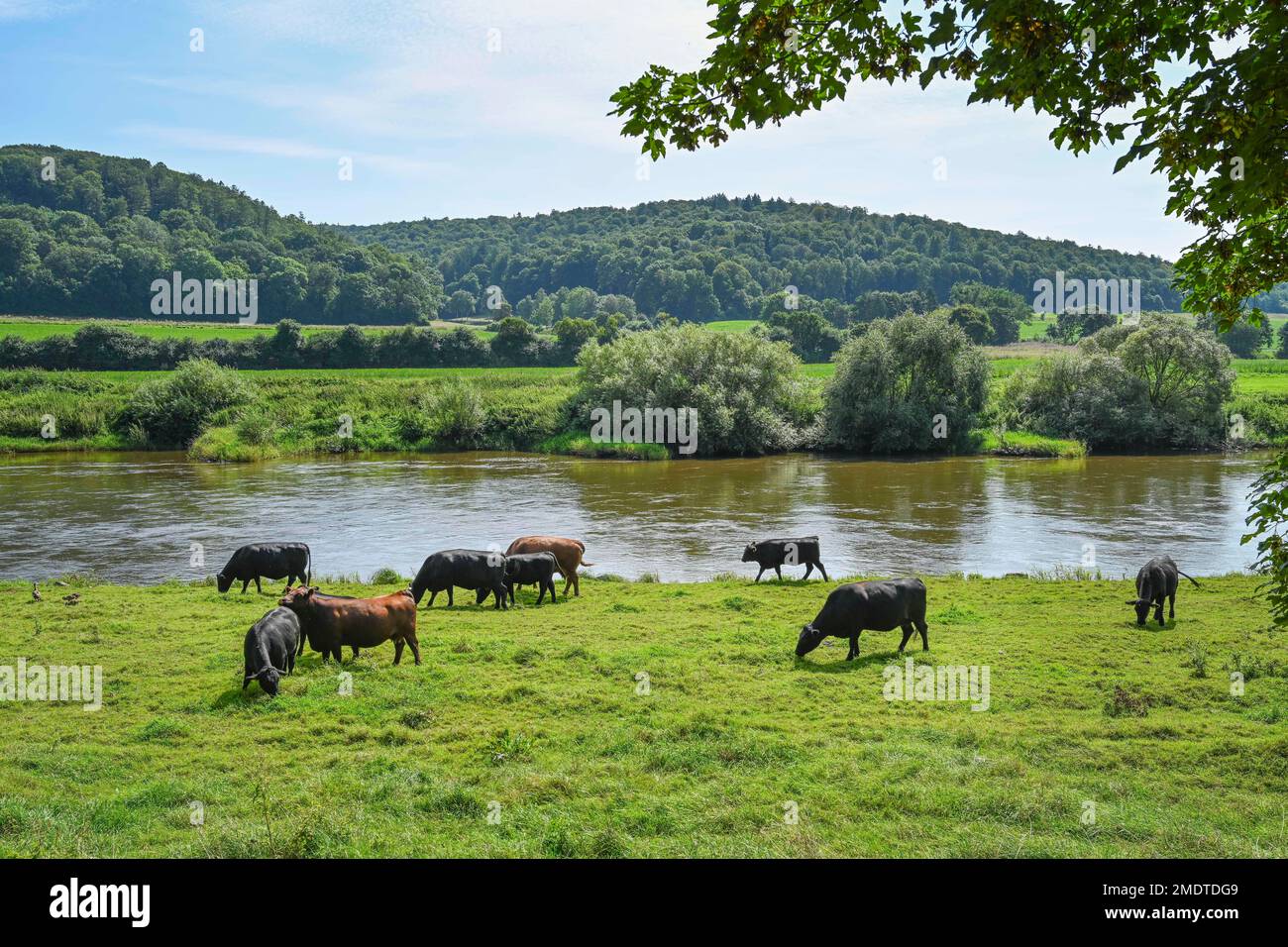 Kühe, Weiden, Weser bei Beverungen, Nordrhein-Westfalen, Deutschland Stockfoto