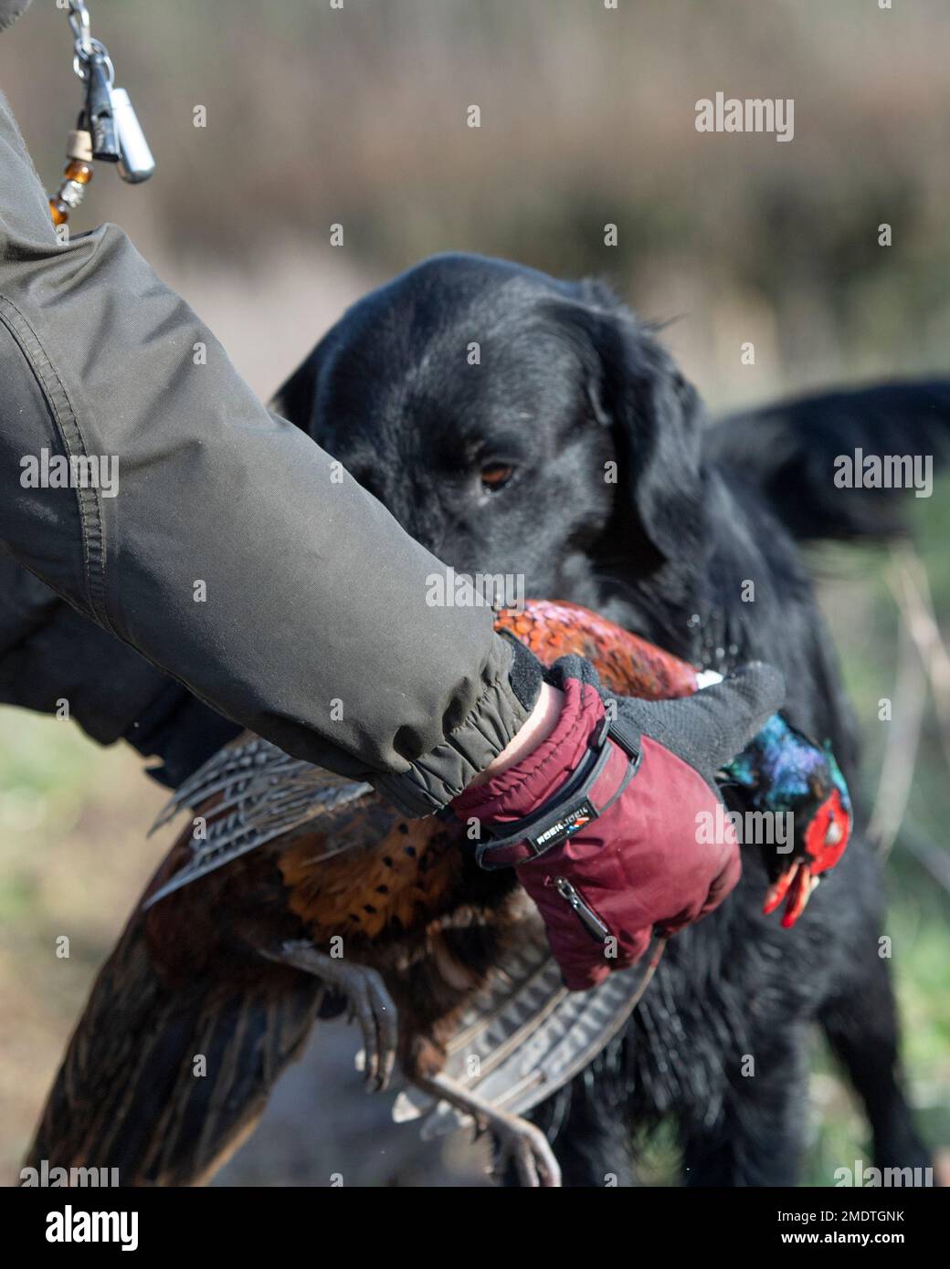 Ein flacher Retriever, der einen Fasan zur Hand bringt Stockfoto