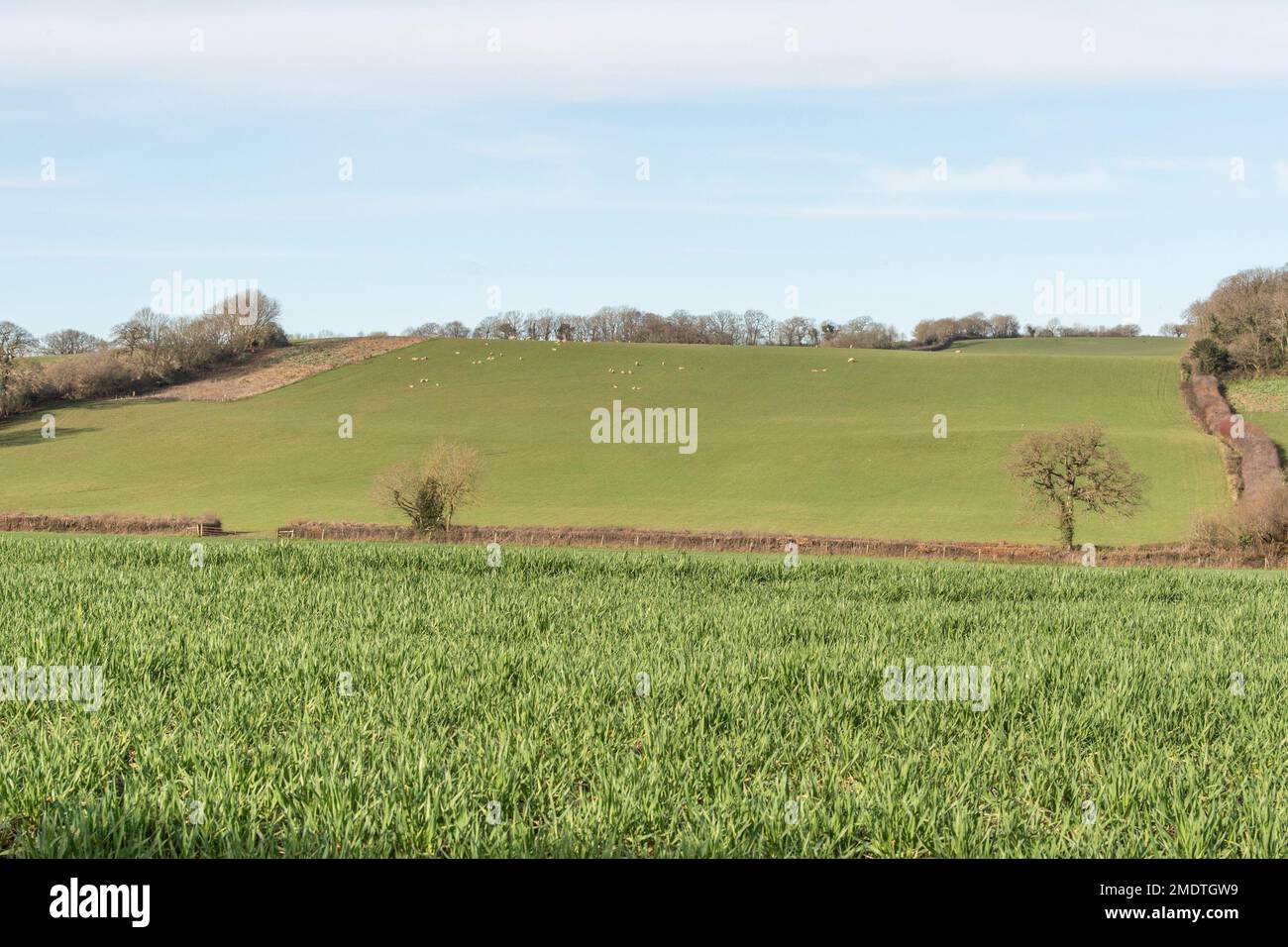 Haferfeld im Winter Stockfoto