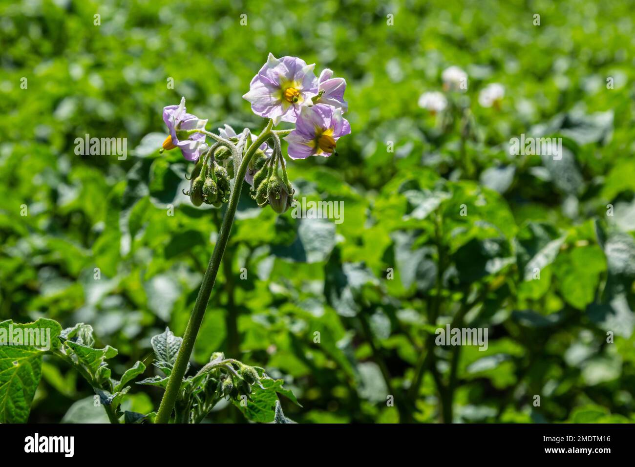 Junge blühende Kartoffelbüsche auf einem grünen Feld, Bauernhof, biologisches Landwirtschaftskonzept. Stockfoto