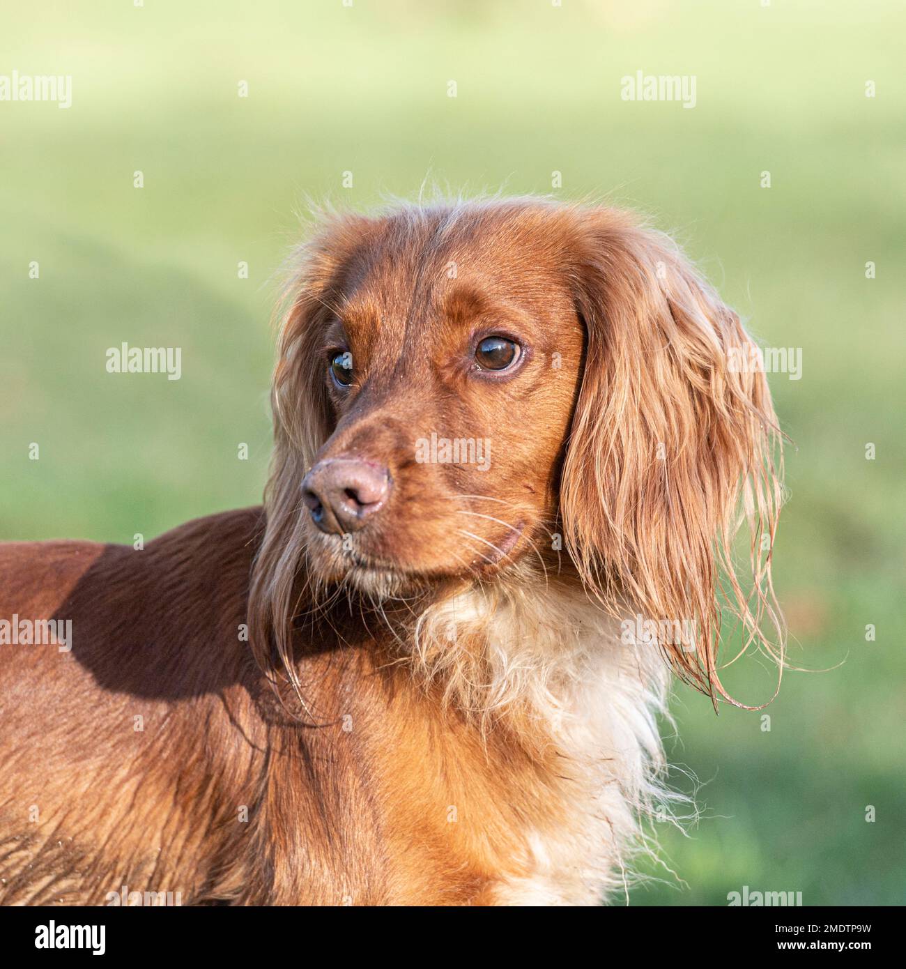 English Cocker Spaniel Stockfoto