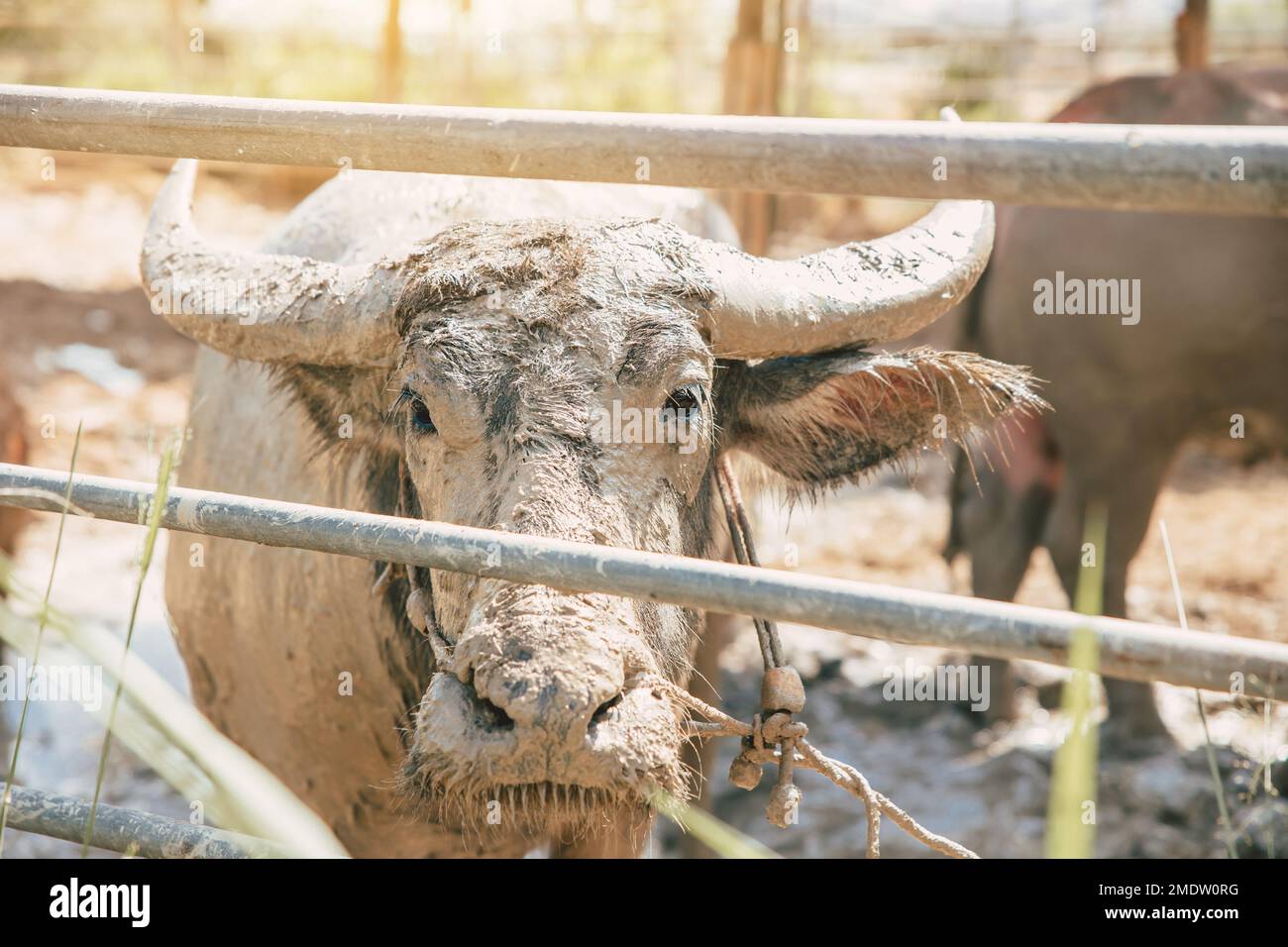 Thailändisch-asiatisches Büffellächeln Genießen Sie es mit schmutzigem Schlamm für kühle Kälte in der Sommersaison Stockfoto