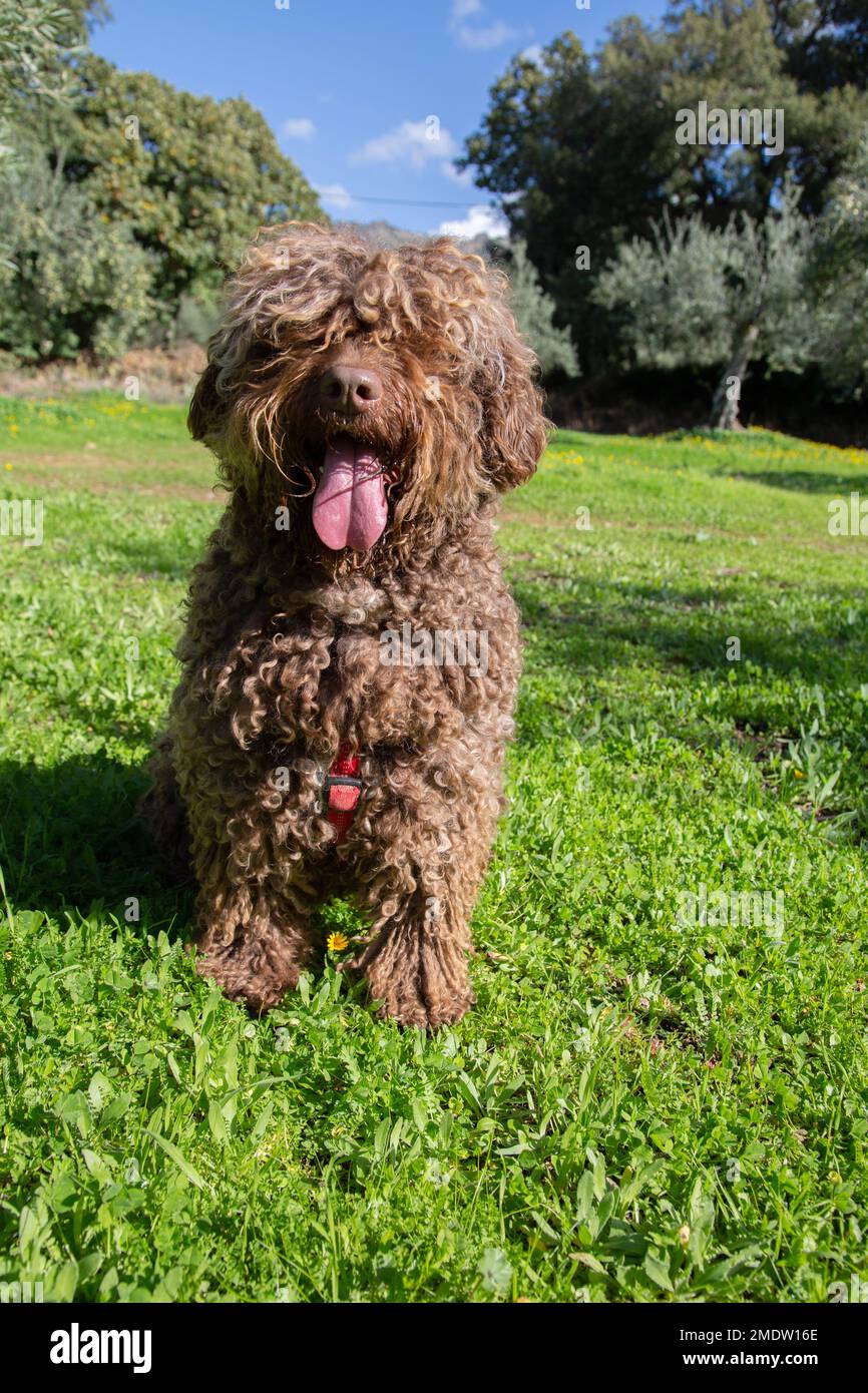 Spanischer Wasserhund im Feld Stockfoto