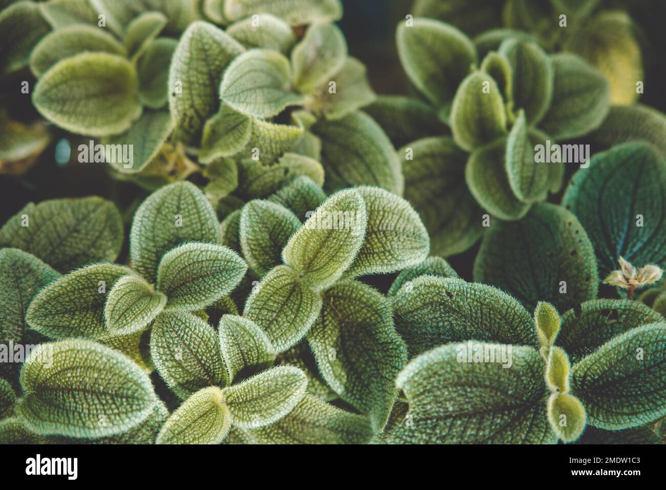 Kleine grüne Pflanze Makro schöne Details der Laubstruktur für natürlichen Hintergrund Stockfoto