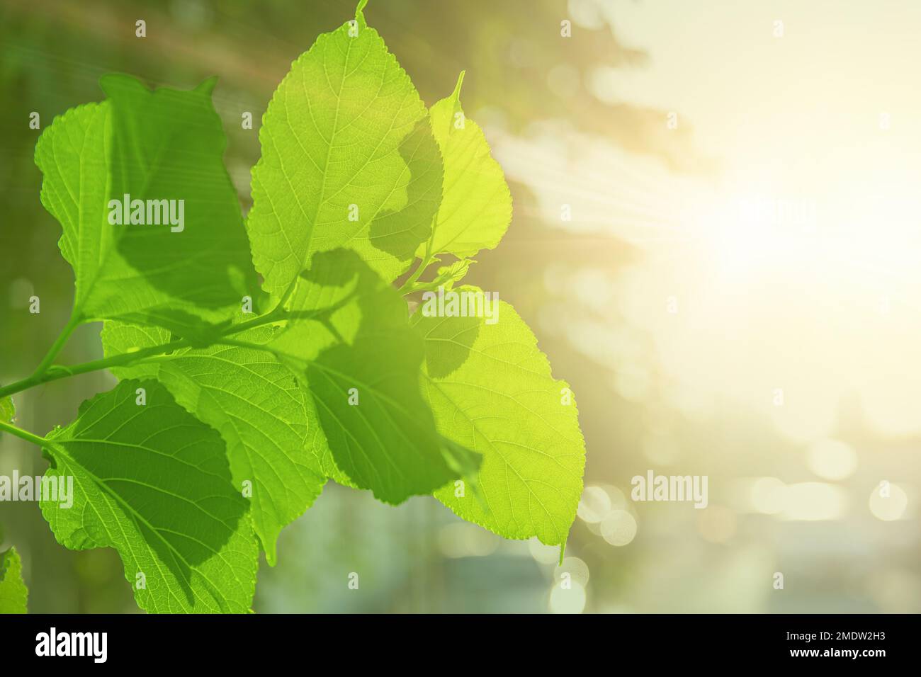 Grüne Blätter Baumpflanzenblätter gegen Sonnenlicht für Sauerstoff-Kohlendioxid, das im Photosyntheseprozess absorbiert wird Stockfoto