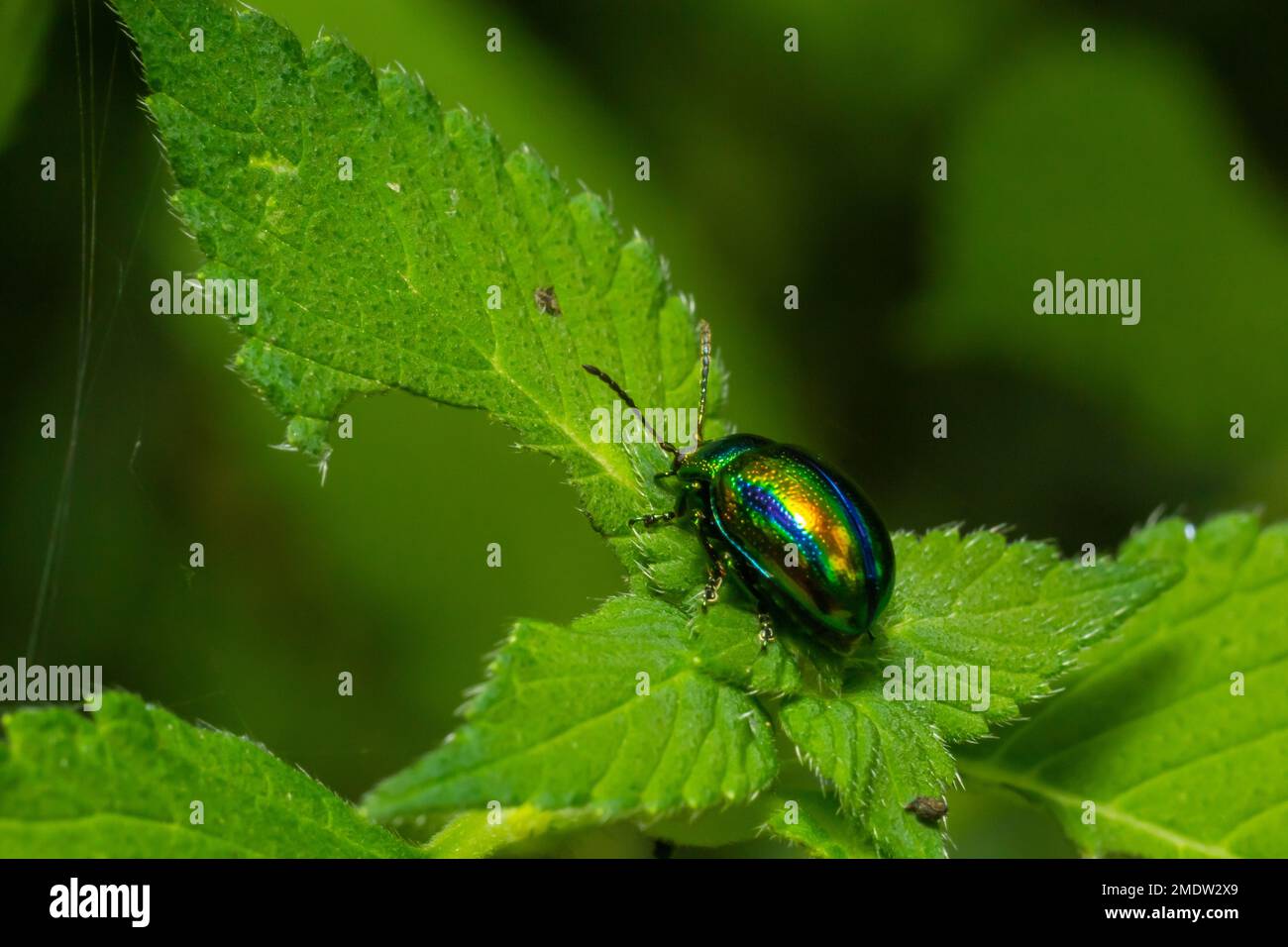 Der Käfer Chrysolina fastuosa macht Nahaufnahmen auf den grünen Blättern. Stockfoto