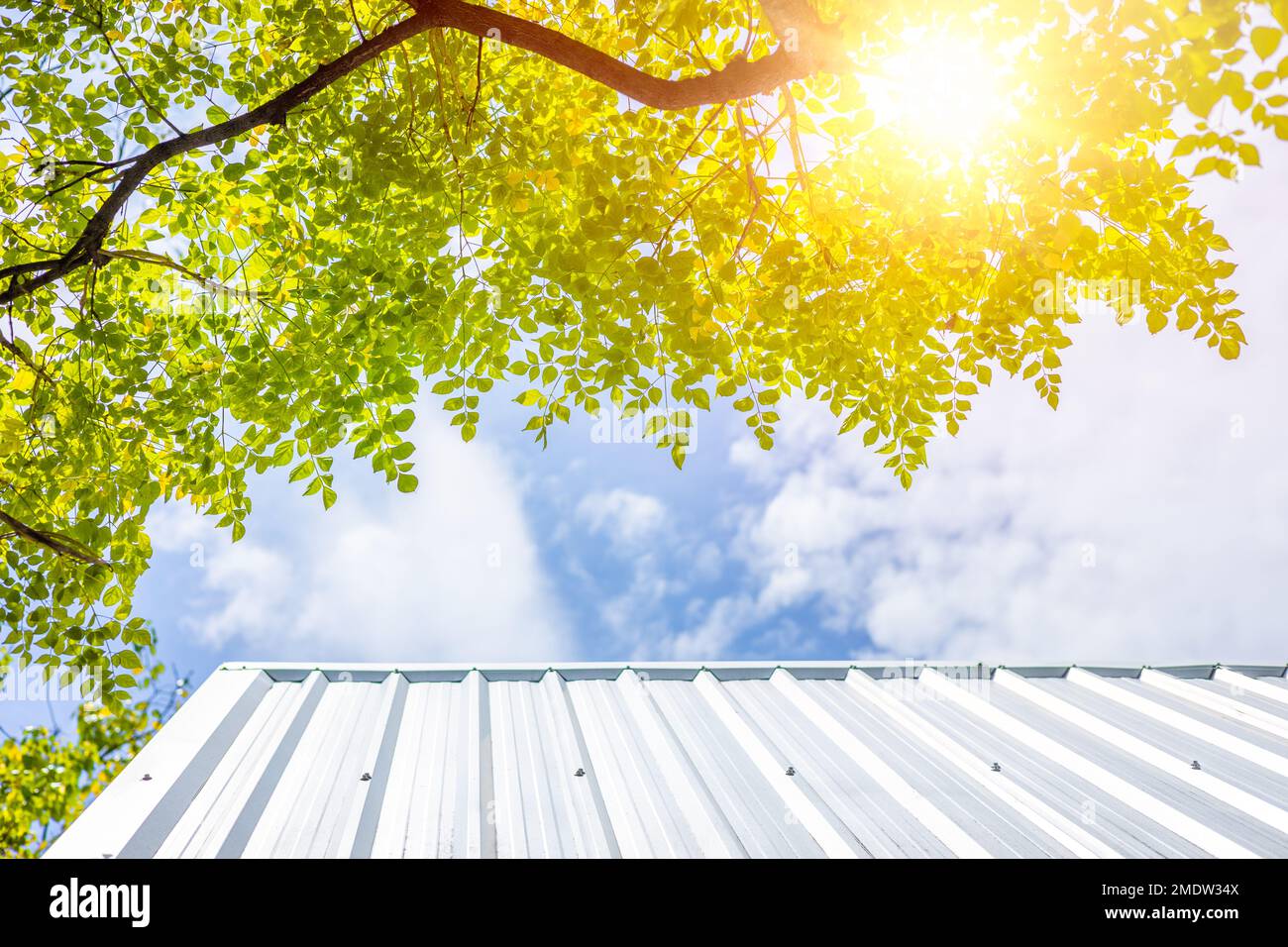Großer grüner Baumschutz über dem Hausdach vor uv-Sonne zum Kühlen kühl Zuhause gute Umwelt Frischluft Stockfoto