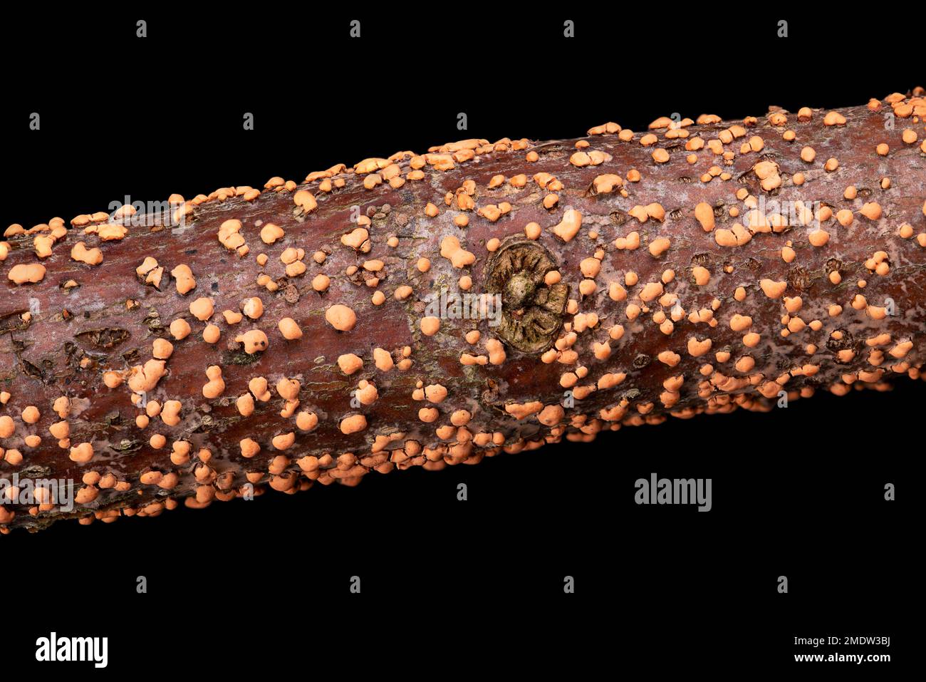 Korallenfleck, Nectria cinnabarina, auf einem Ast, Makro, von oben, Über schwarz. Pflanzenpathogen, das Krebs auf Laubbäumen verursacht. Schwacher Parasit. Stockfoto