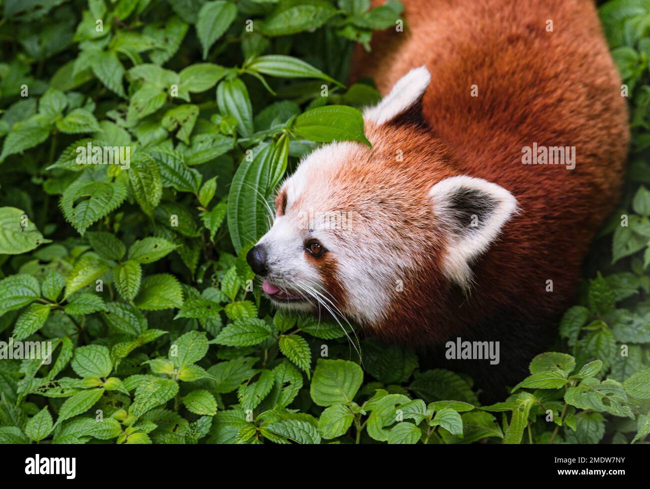 Der Rote Panda (Ailurus fulgens), auch bekannt als der kleinere Panda, ist ein gefährdetes Kleinsäugetier auf der IUCN-Liste, das im östlichen Himalaya und im Südwesten Chinas heimisch ist. Ein Panda spaziert durch Indiens größten Höhenzoo (7.000 Fuß) Padmaja Naidu Himalayan Zoological Park (PNHZP) in Darjeeling, Westbengalen, Indien. Stockfoto