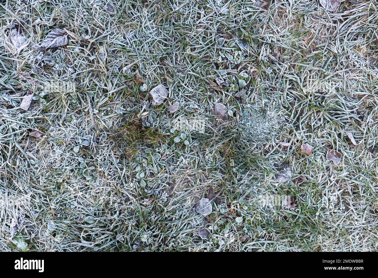Gefrorenes Gras und gefallene Blätter, Wintergrund, natürlicher Fotohintergrund Stockfoto
