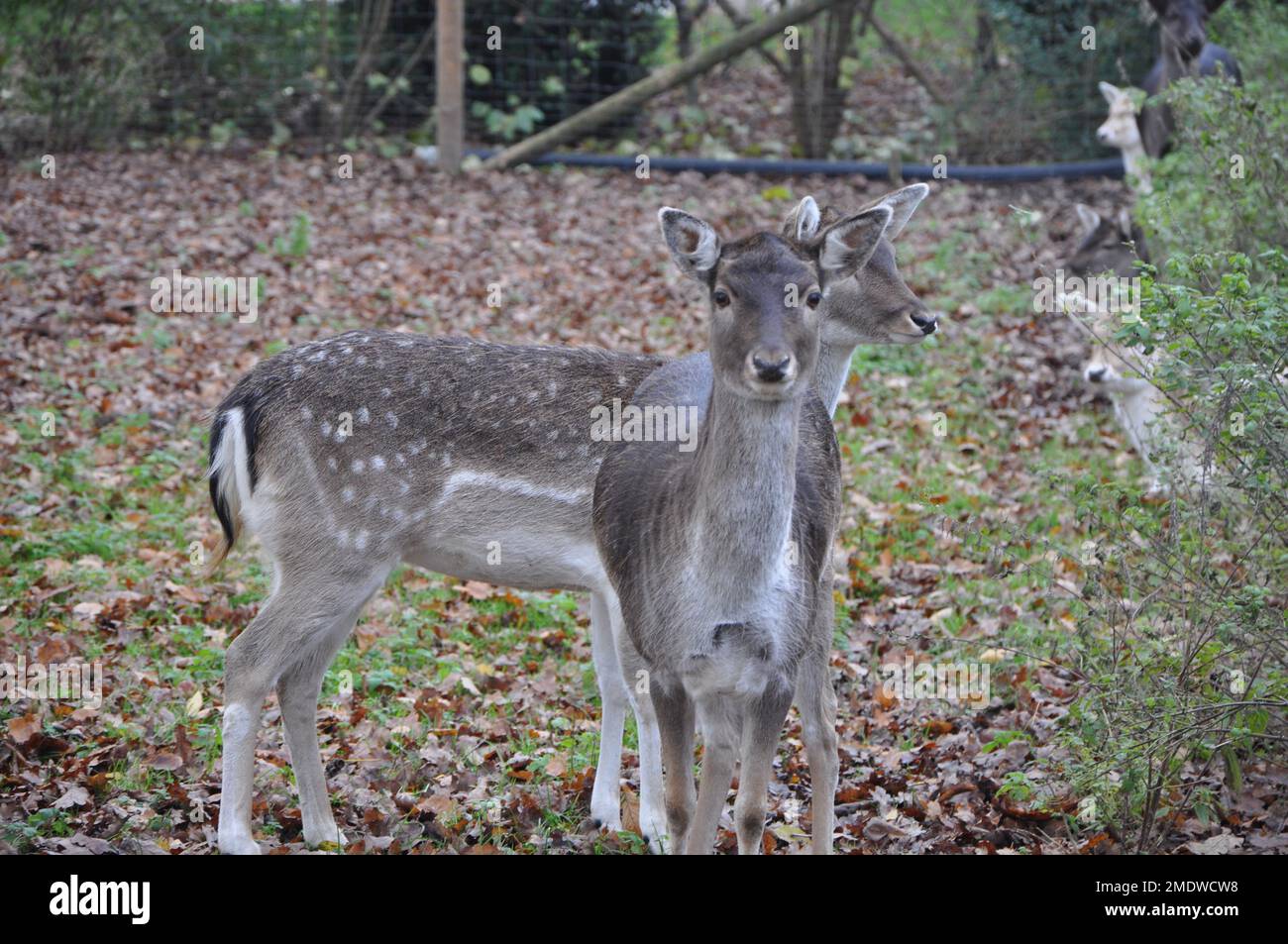 Nahaufnahme eines zwei jungen weiblichen Hirsches auf einem wunderschönen grünen Feld. Weibliches Damhirsch im Herbst in Deutschland. Weißschwanzhirsch im Herbst. Stockfoto