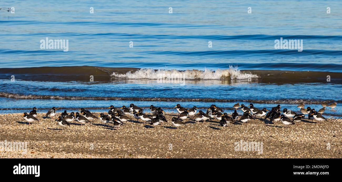 Herde von Watvögeln Austernfischer (Haematopus ostralegus) am Ufer von Firth of Forth in Sunshine, Schottland, Vereinigtes Königreich Stockfoto