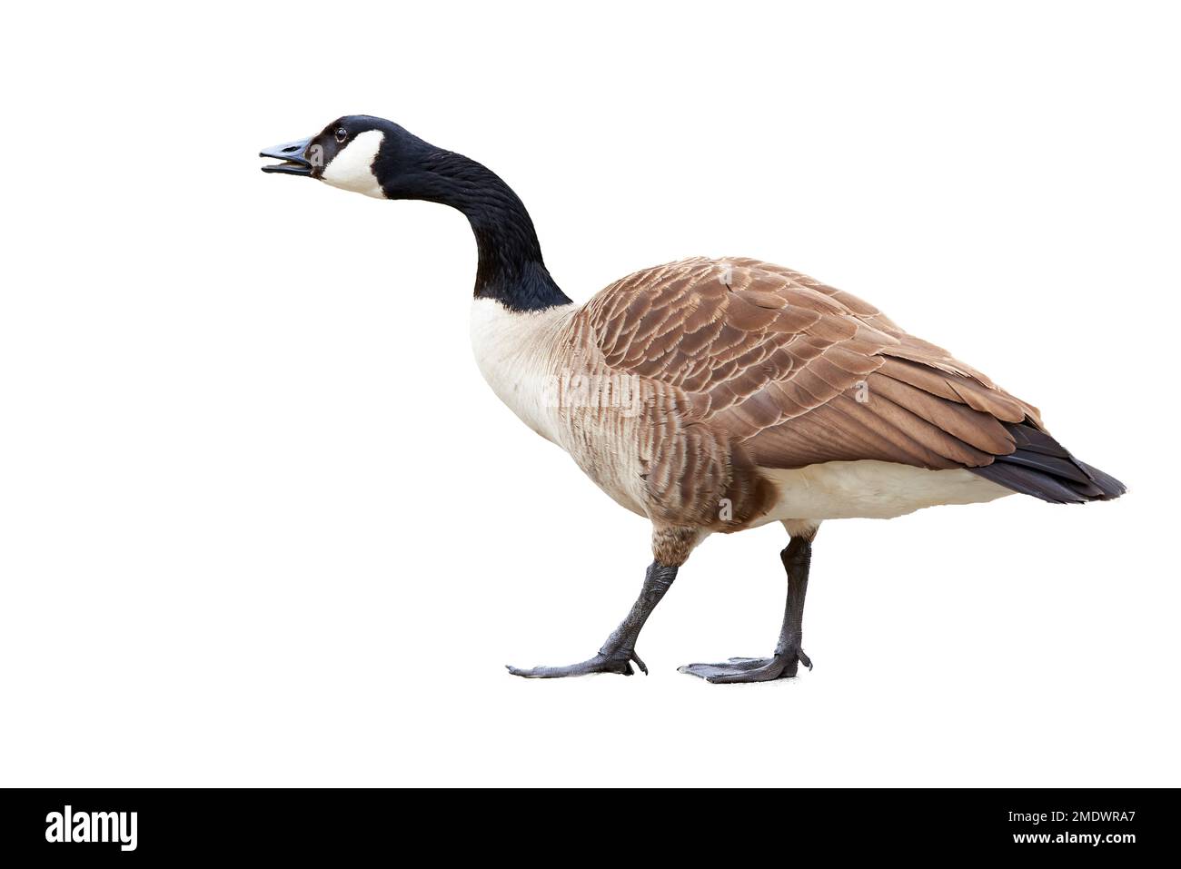 Kanadische Gans isoliert auf weißem Hintergrund ( Branta Canadensis ) Stockfoto