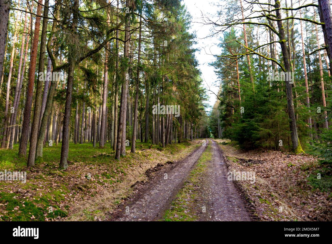 Waldweg im Frühling. Eigentlich Januar. Schneefrei, warmer Winter. Stockfoto