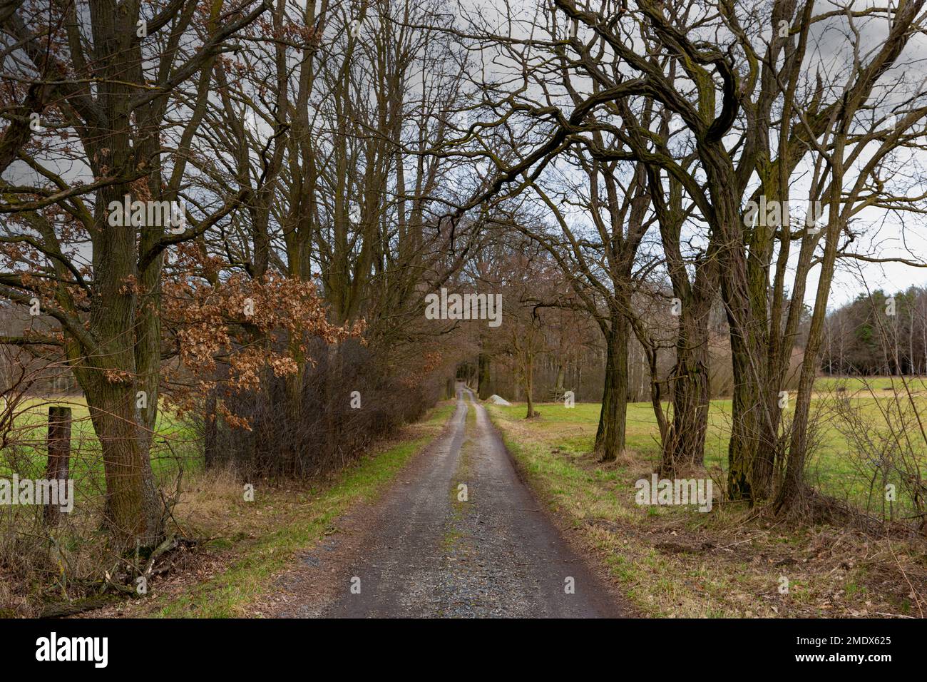 Waldweg im Frühling. Eigentlich Januar. Schneefrei, warmer Winter. Stockfoto