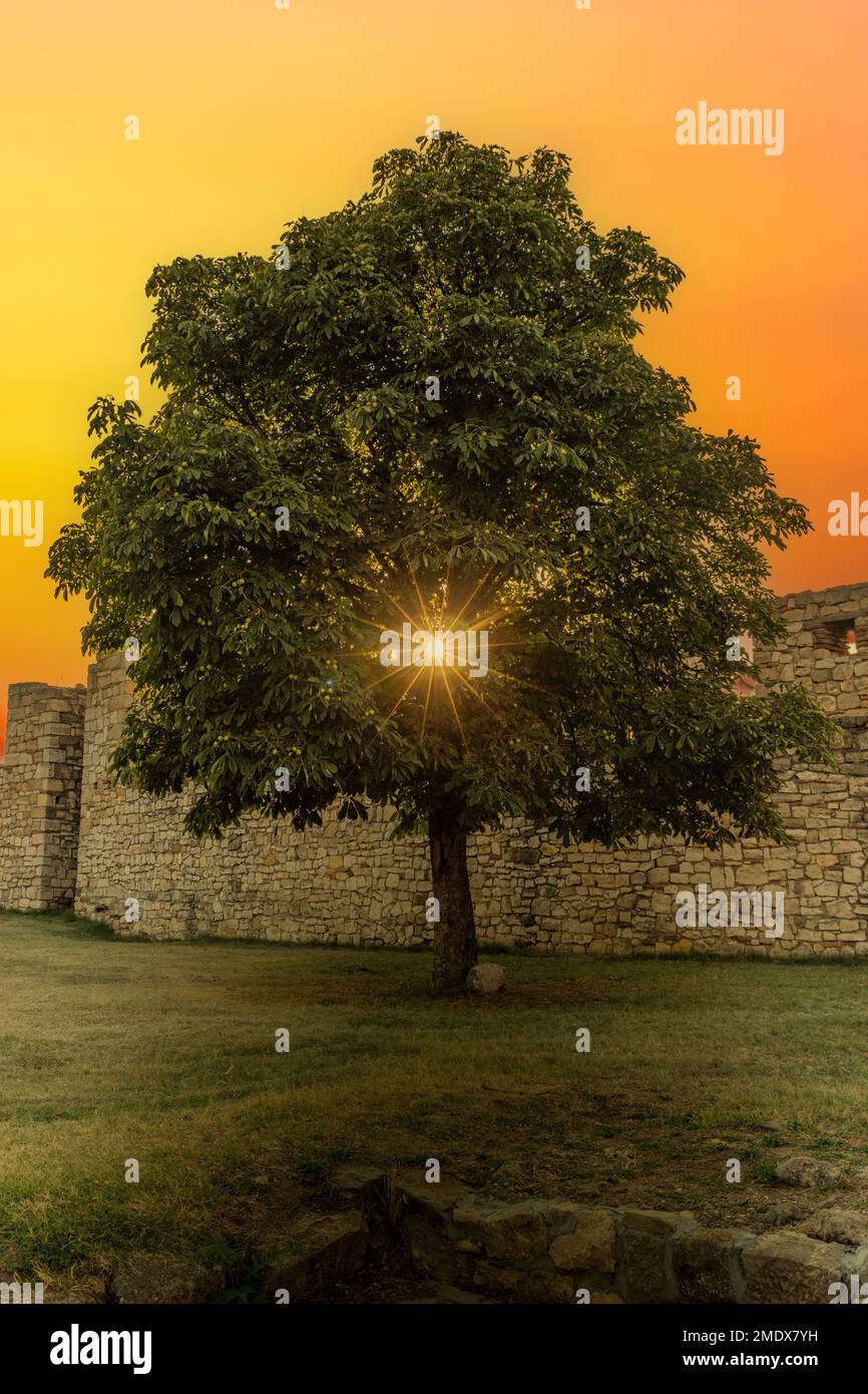 Baum bei Sonnenuntergang. Kalemegdan Festung in Belgrad. Serbien. Stockfoto
