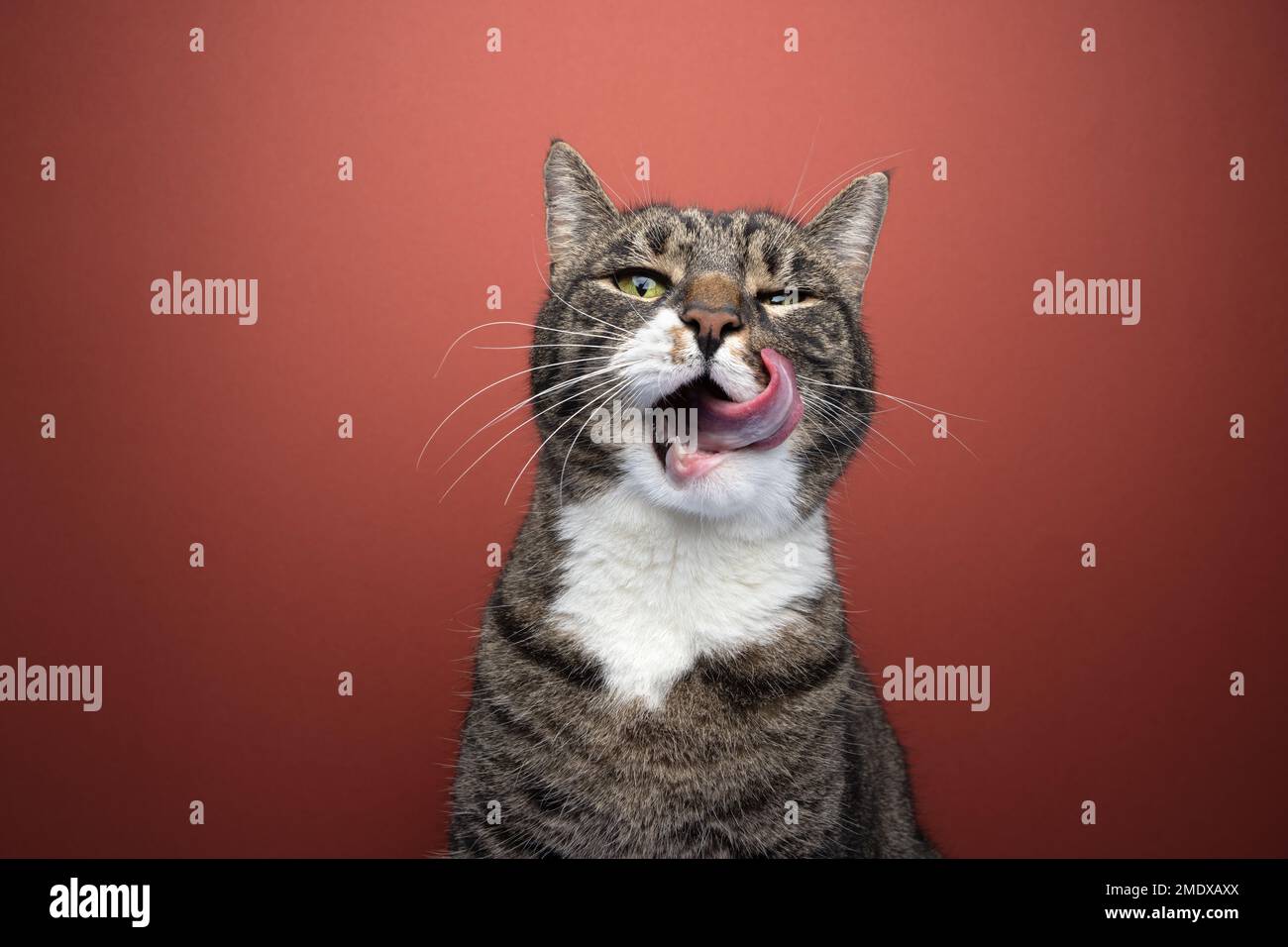 Nahaufnahme einer hungrigen Tabby-Katze, die zart an ihren Whiskern leckt, während sie direkt in die Kamera blickt. Der Hintergrund ist leuchtend rot. Stockfoto