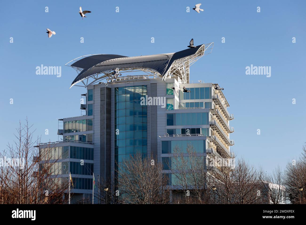 Tauben flogen in einer kleinen Herde vor dem St. David's Hotel, Cardiff Bay am 2023. Januar Stockfoto
