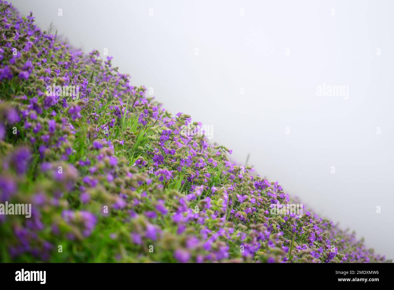 Traumhafte Landschaft Stockfoto