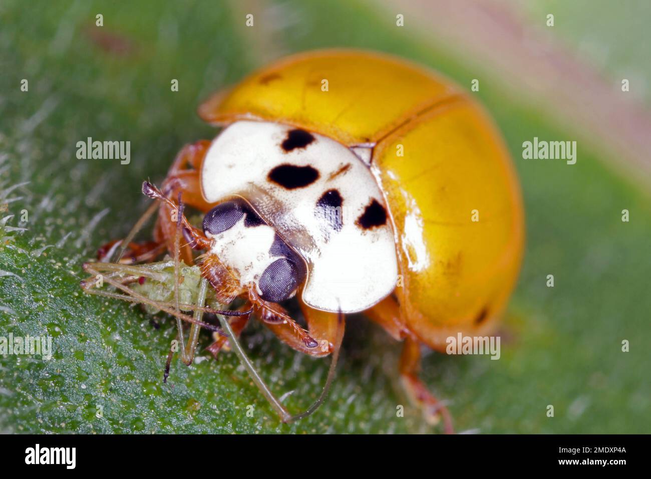 Harmonia axyridis Harlequin Marienkäfer, die eine gejagte Blattläuse essen. Stockfoto