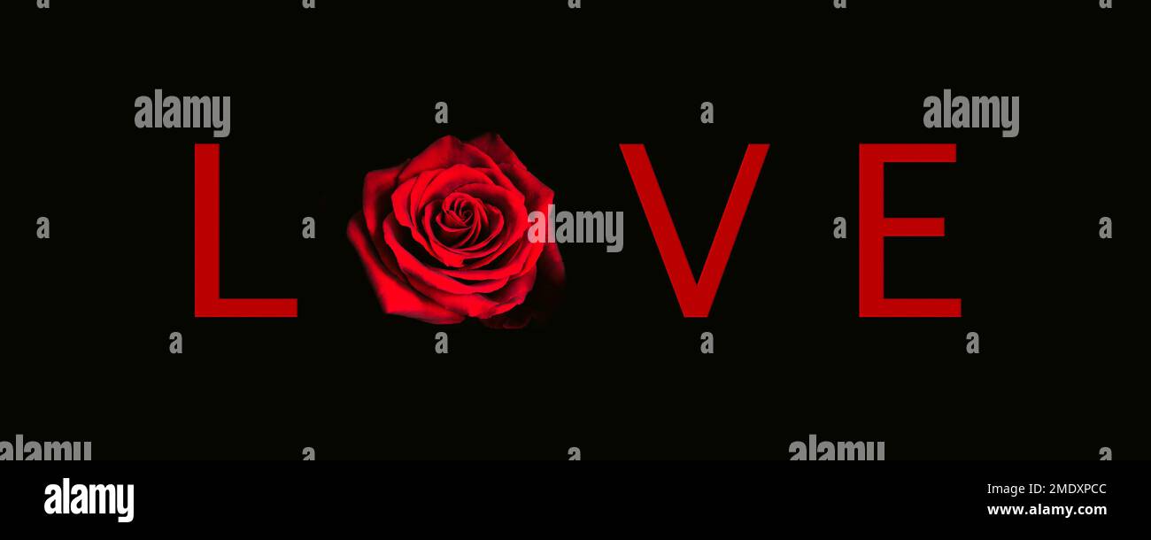 Rote Rose mit Textliebe auf schwarzem Hintergrund. Valentinstag-Konzept. Stockfoto