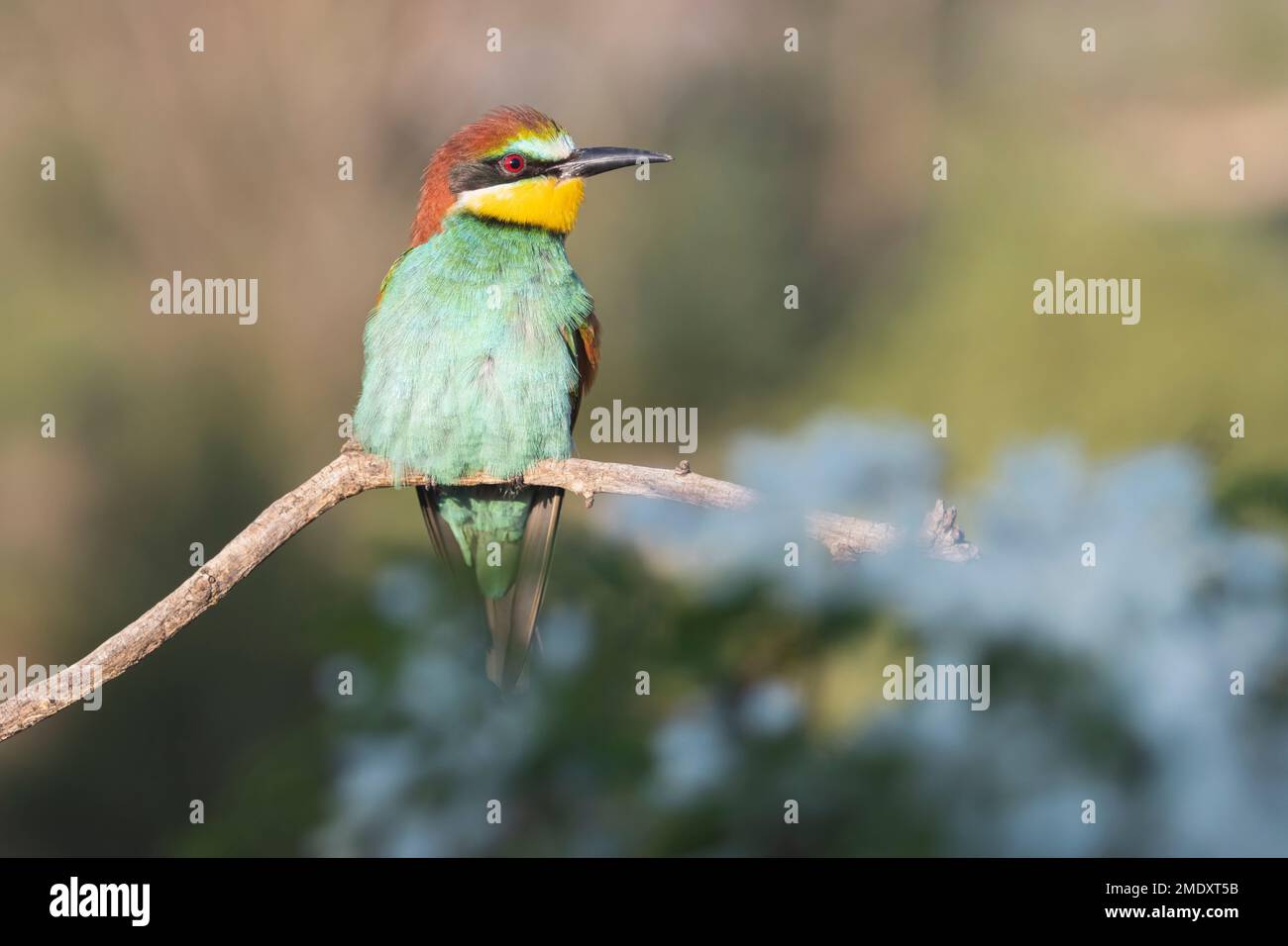 Schöner wilder Vogel auf einem blühenden Ast Stockfoto