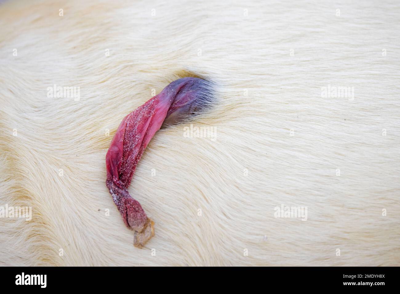 Grauer Seehund/grauer Seehund (Halichoerus grypus) Nahaufnahme des dicken weißen Fells/Fleece/Fells und der Nabelschnur des Neugeborenen Stockfoto