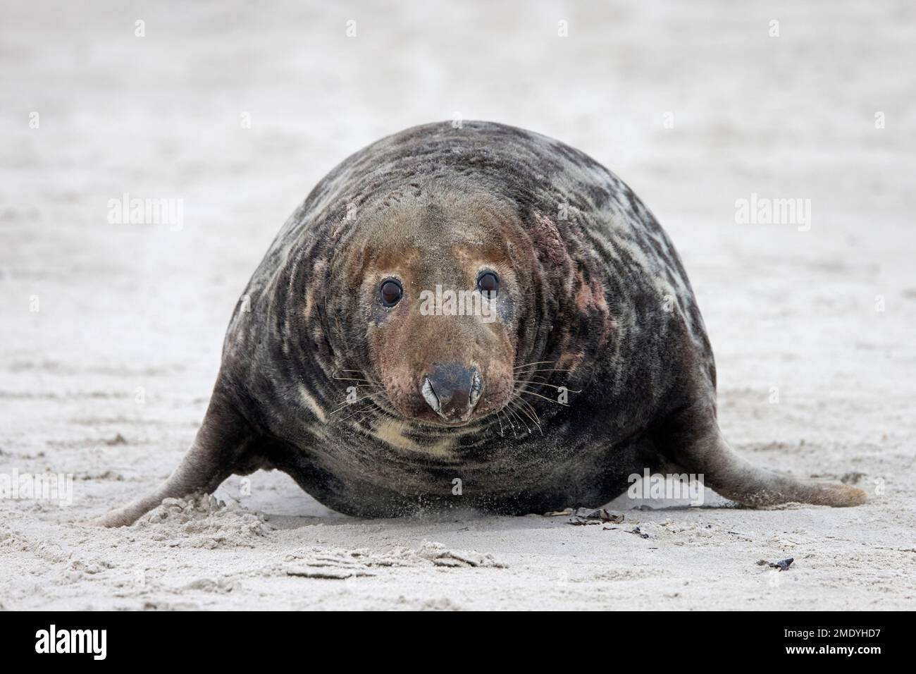 Graue Seehunde/graue Seehunde (Halichoerus grypus) männlicher Erwachsener/Stier, der im Winter auf dem Sandstrand entlang der Nordseeküste krabbelt Stockfoto