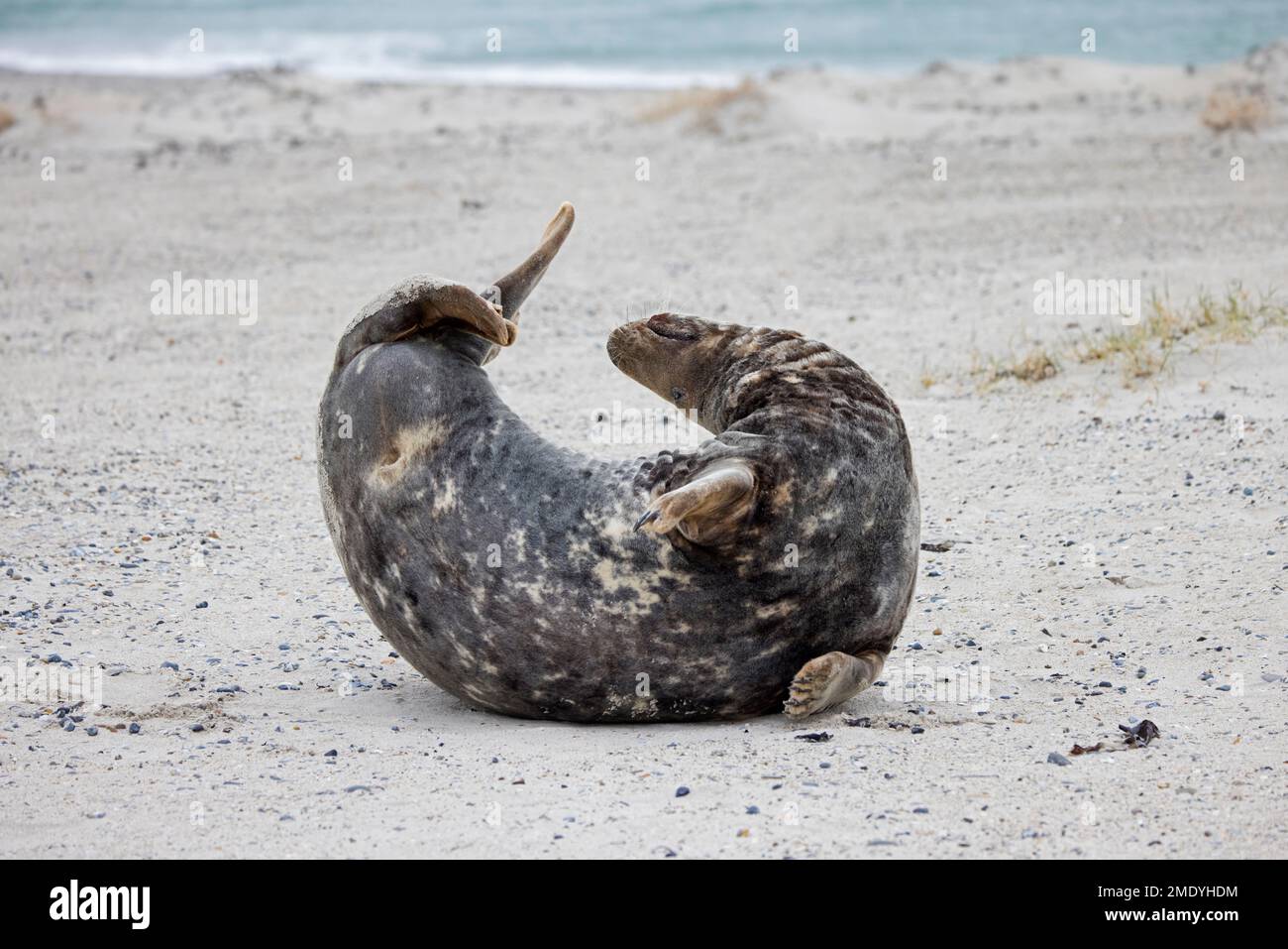 Graue Seehunde/graue Seehunde (Halichoerus grypus) männlicher Erwachsener/Stier, der sich im Winter am Sandstrand entlang der Nordseeküste ausbreitet Stockfoto