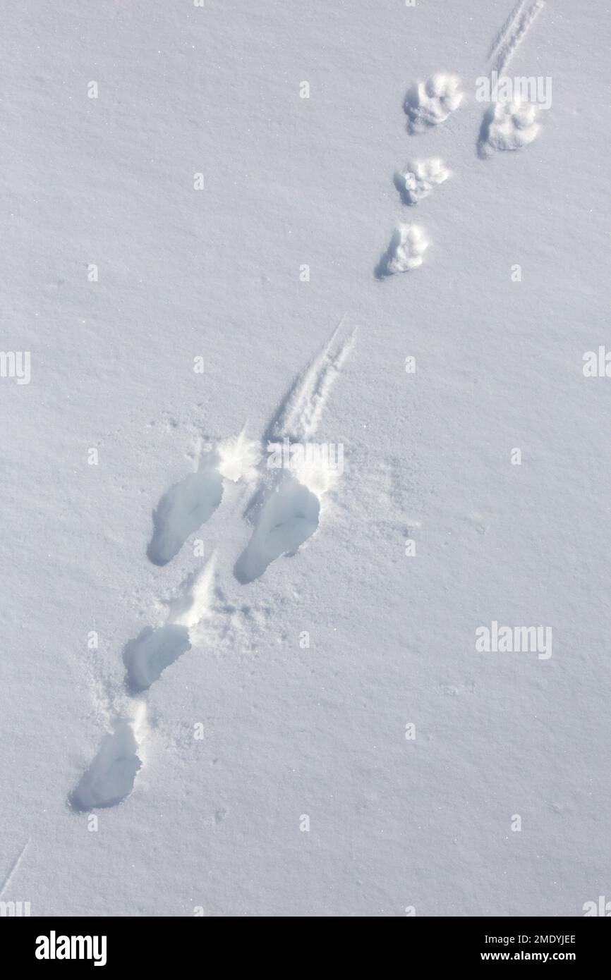 Nahaufnahme von Fußabdrücken/Spuren im Schnee von Berghasen/Alpenhasen/Schneehasen (Lepus timidus) im Winter Stockfoto