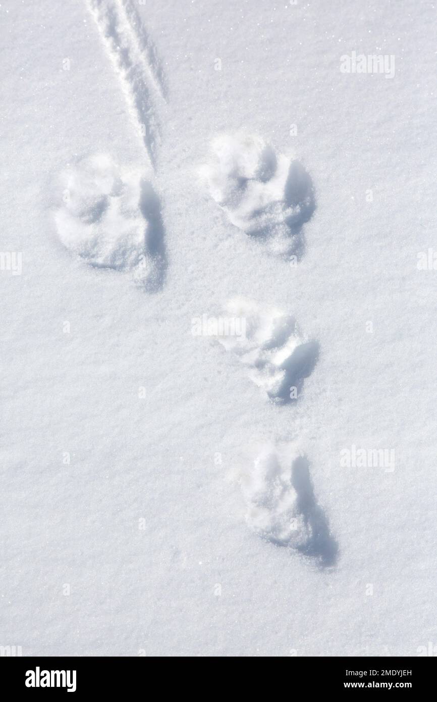 Nahaufnahme von Fußabdrücken/Spuren im Schnee von Berghasen/Alpenhasen/Schneehasen (Lepus timidus) im Winter Stockfoto