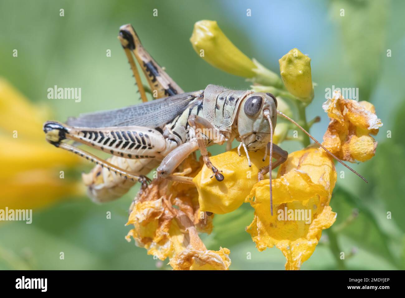 Im Mitchell Lake Audubon Center in der Nähe von San Antonio, Texas, ernährt sich ein Heuschrecken von blühenden esperanza. Stockfoto