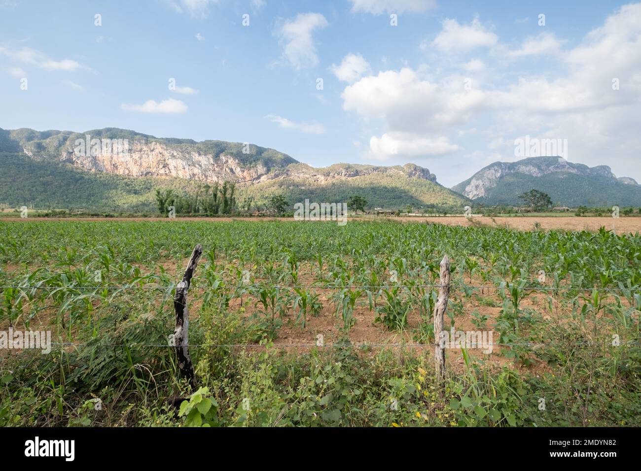 Begleitung von Mais und Bohnen auf einem Feld im Valle de Palmarito, Viñales, Kuba Stockfoto