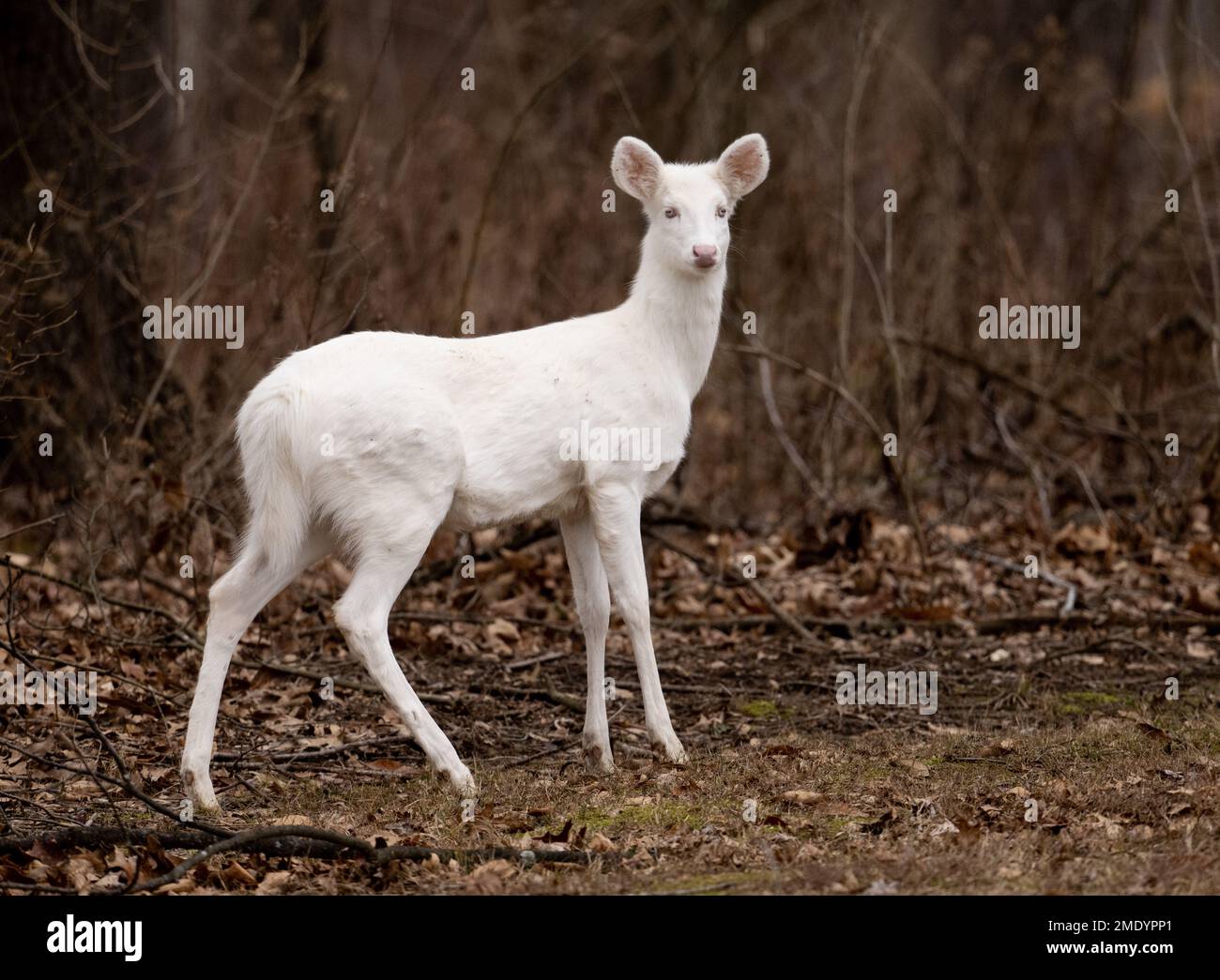 Ein Albino-Weißwedelhirsch in den Wäldern im Winter in Illinois Stockfoto