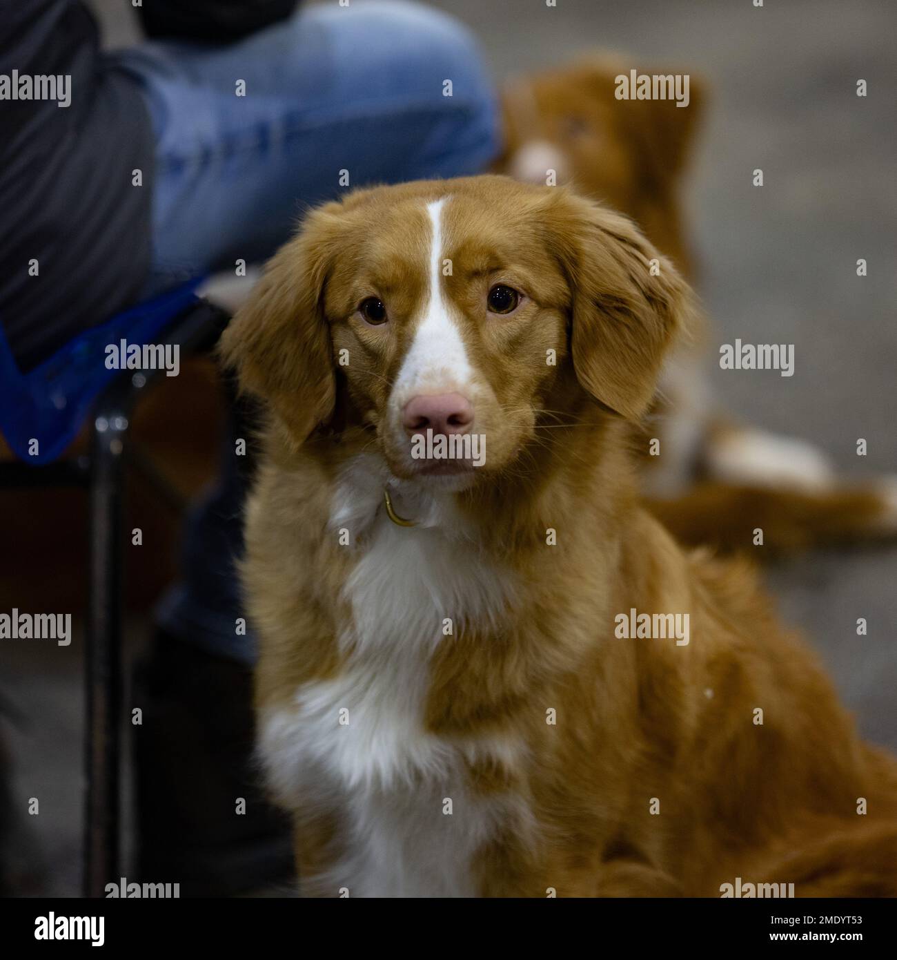 Ein Revolverhund von Nova Scotia Duck Tolling Retriever Stockfoto