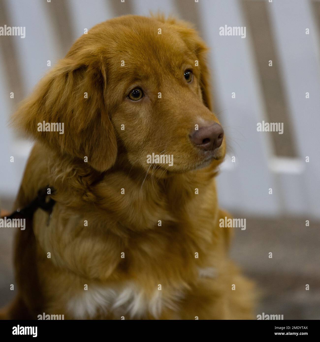 Ein Revolverhund von Nova Scotia Duck Tolling Retriever Stockfoto