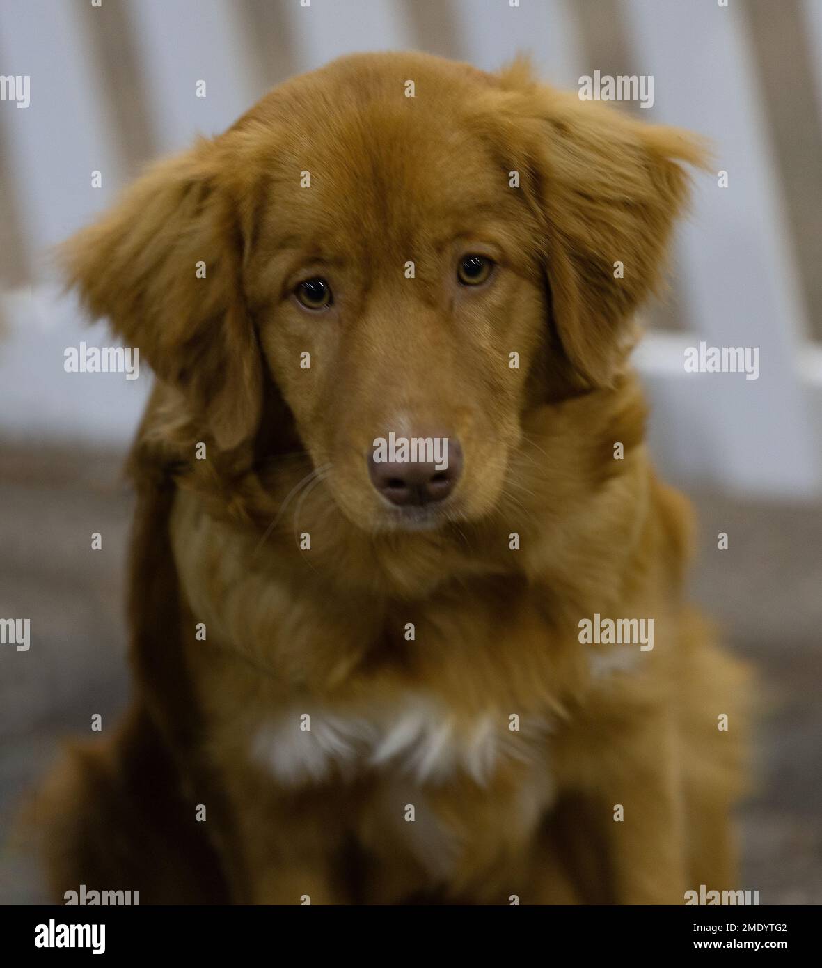 Ein Revolverhund von Nova Scotia Duck Tolling Retriever Stockfoto