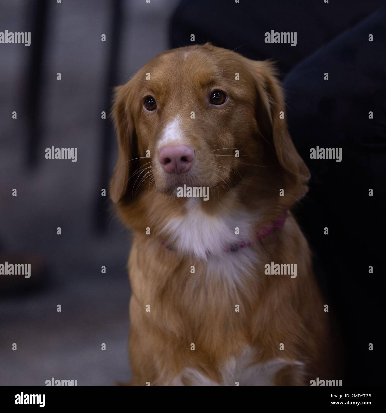 Ein Revolverhund von Nova Scotia Duck Tolling Retriever Stockfoto