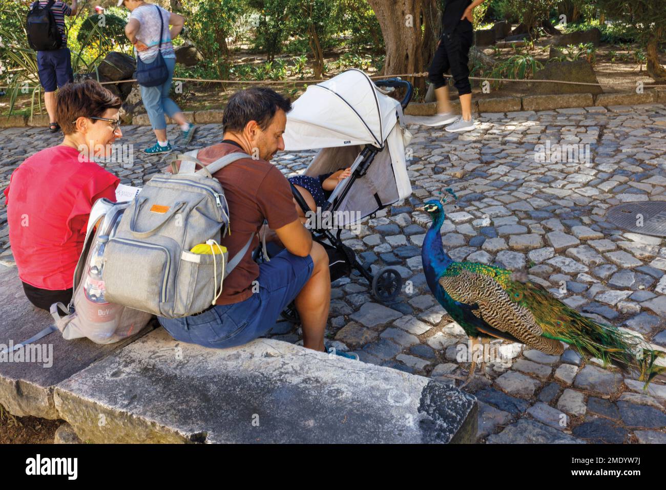 Lissabon, Portugal. Im Garten des Castelo de Sao Jorge/der Burg Saint George nähert sich ein Pfau den Besuchern. Stockfoto