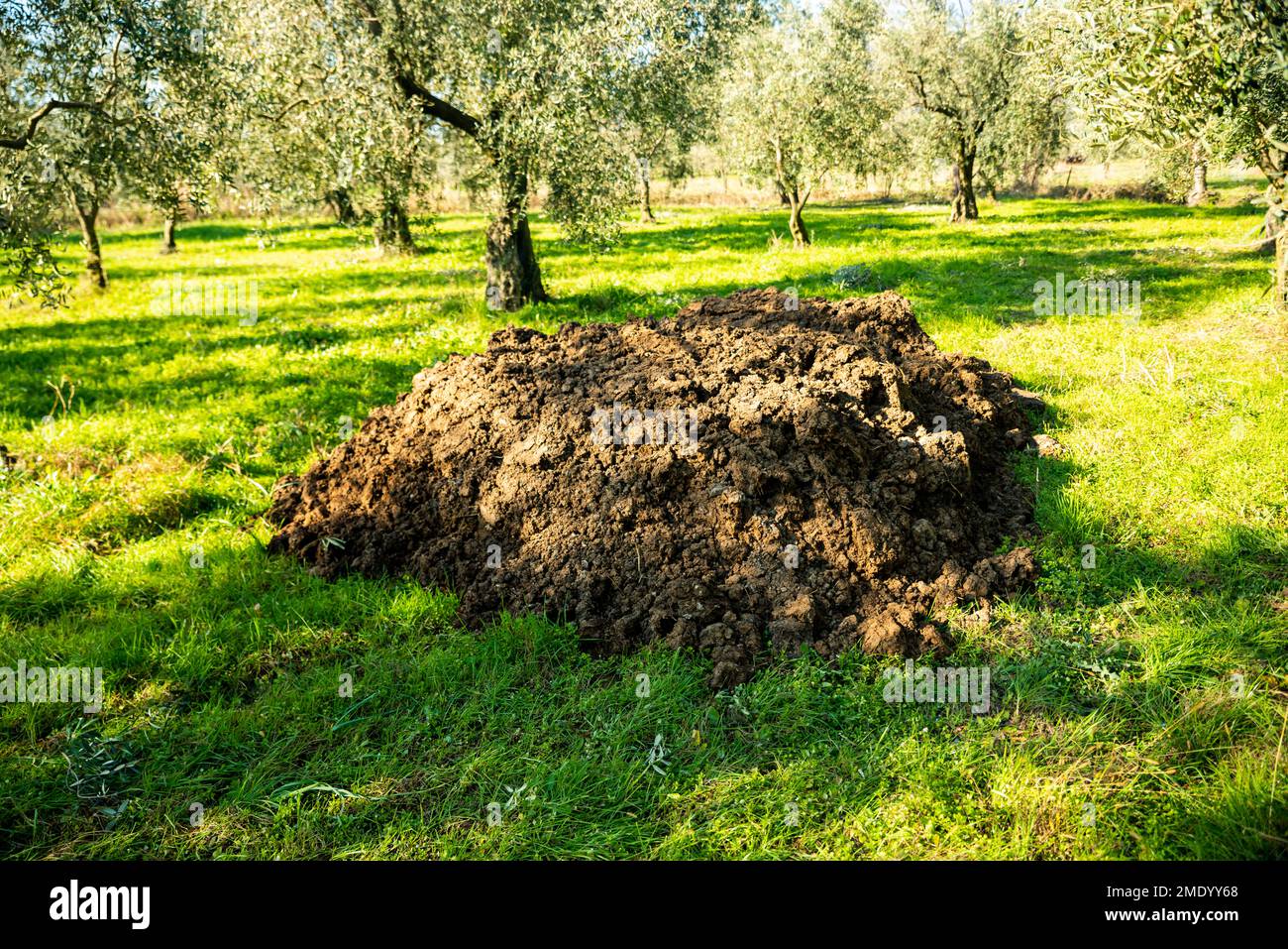 Gülle auf dem Feld, Gülle, die zur Verwendung in der Landwirtschaft auf das Feld gebracht wird Stockfoto