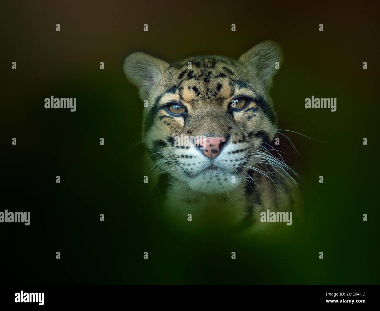 Nebeleleopard Neofelis nebulosa Stockfoto