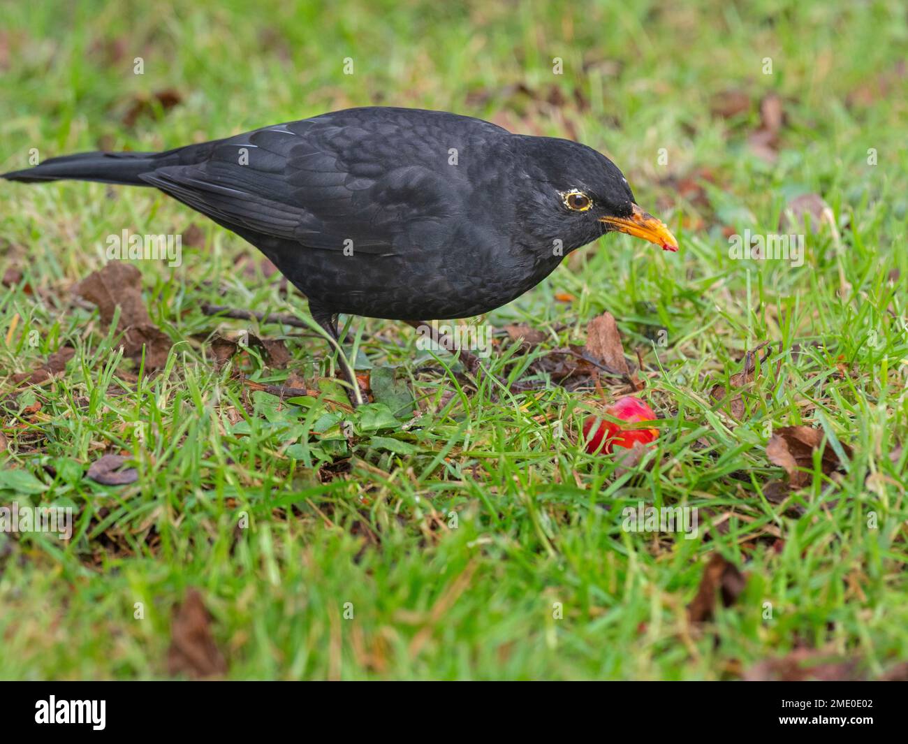 Blackbird Turdus merula männliche Fütterung von Krabbenäpfeln im Garten Norfolk Stockfoto