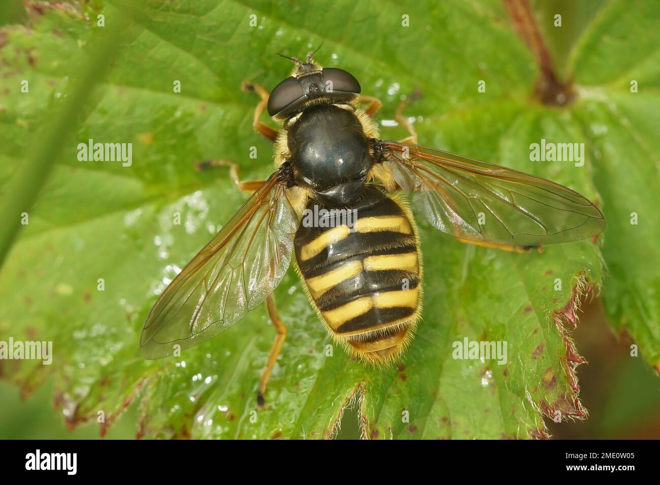 Natürliche Nahaufnahme der Torffffliege mit gelber Barre, Sericomyia silentis, Syrphidae, mit gespreizten Flügeln auf einem grünen Blatt Stockfoto
