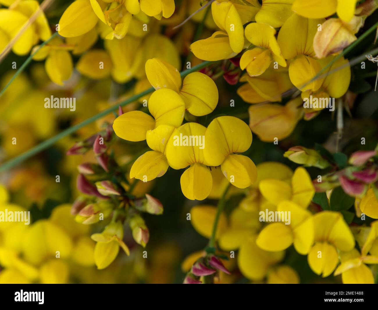 Viele Blumen mit gelben Blütenblättern. Blumen der Ulex. Die Pflanze blüht. Gelbe Blütenblätter in Makro Stockfoto