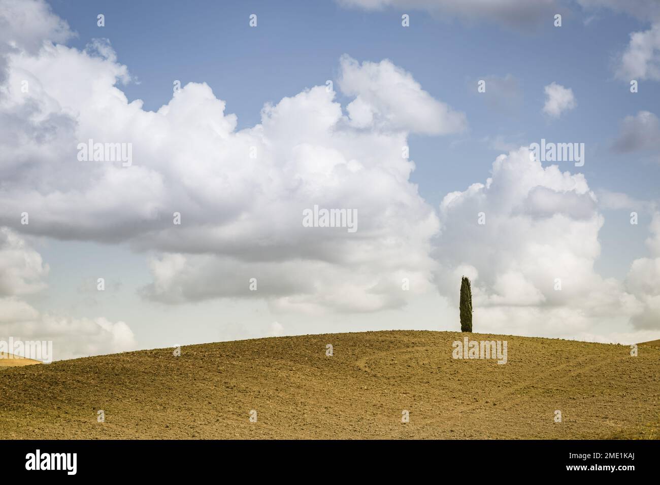 Ein einziger Zypressenbaum auf einem Hügel im Val d'Orcia im Herbst, Toskana, Italien. Stockfoto